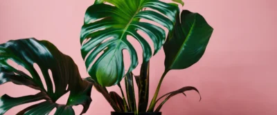 calathea entretien