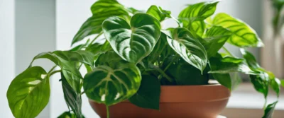 Entretien du pothos : astuces pour une cascade verte en intérieur