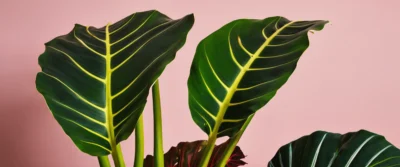 Alocasia Polly : les astuces essentielles pour un entretien réussi