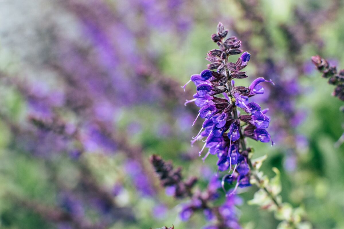 Salvia messii : une nouvelle sauge des Andes péruviennes baptisée en hommage à Lionel Messi