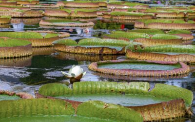 Victoria colombiana : un nénuphar géant découvert grâce à une photo Instagram