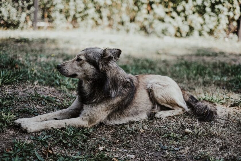 Gazon synthétique spécial chien & chat